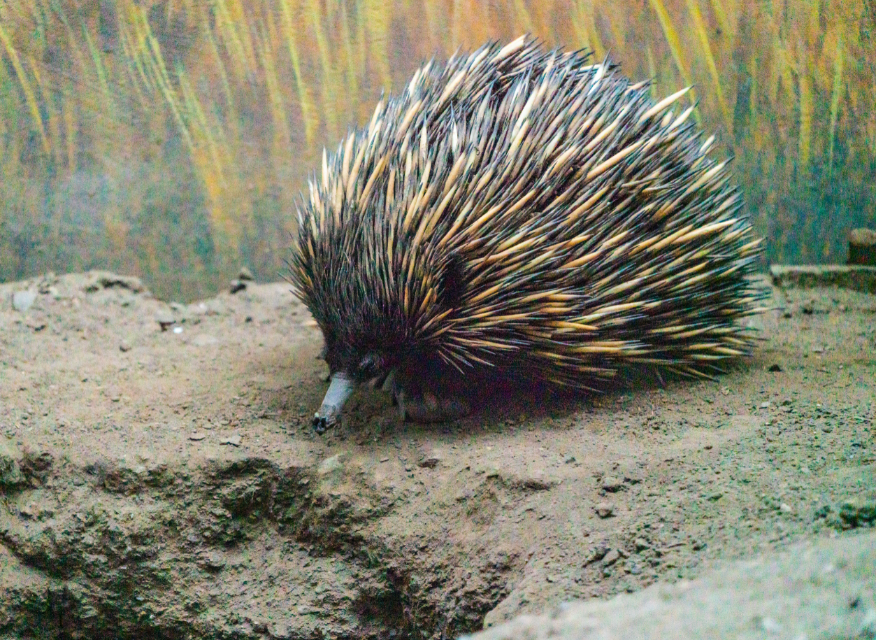 Annie the female Short-beaked Echidna