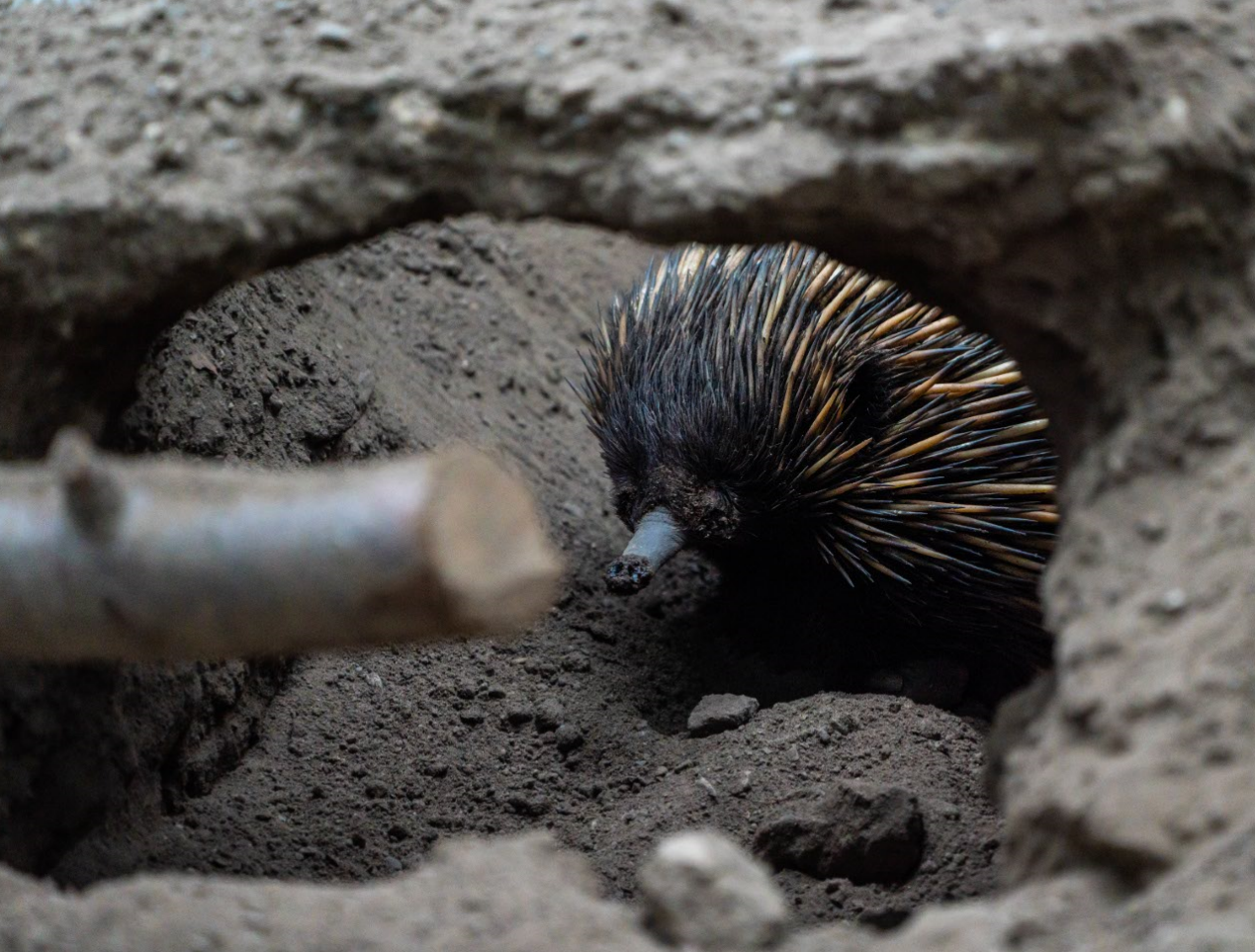 Annie the female Short-beaked Echidna