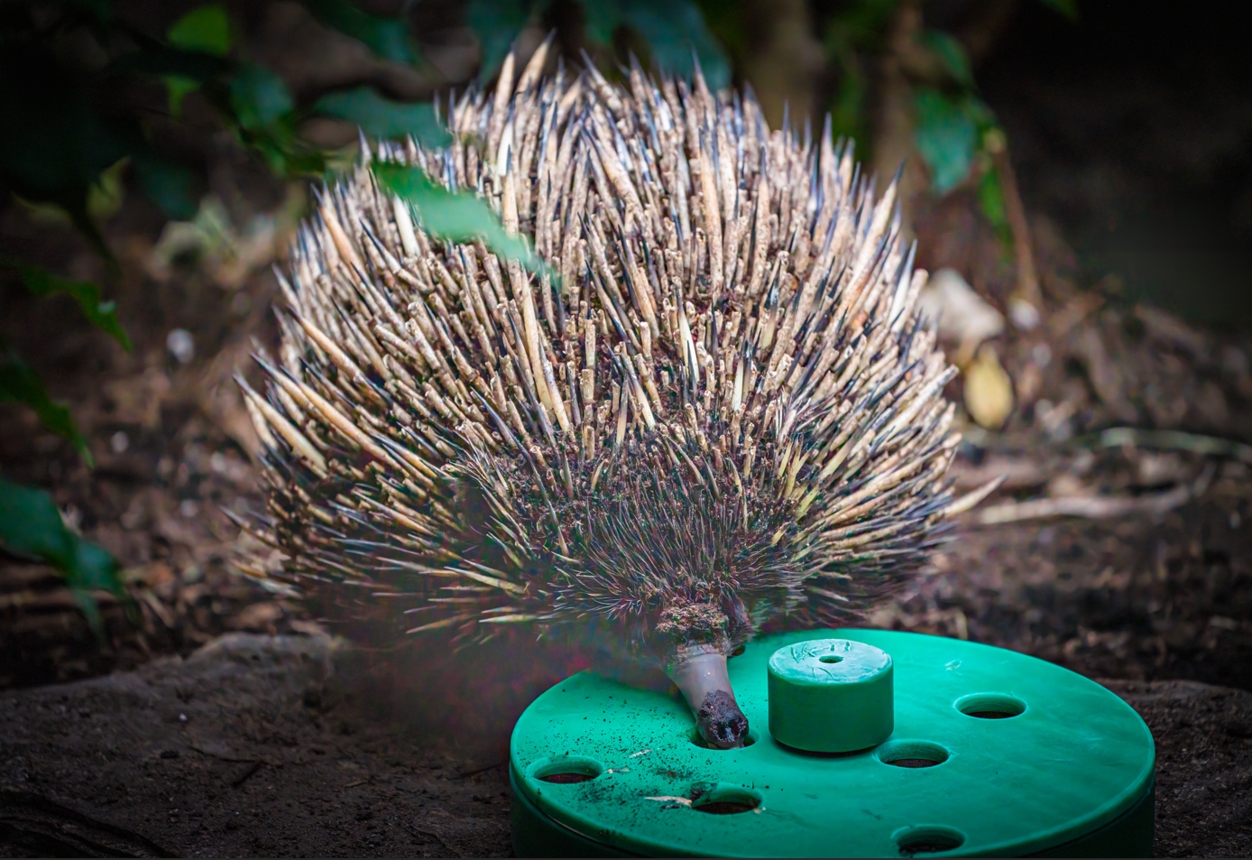 Annie the female Short-beaked Echidna