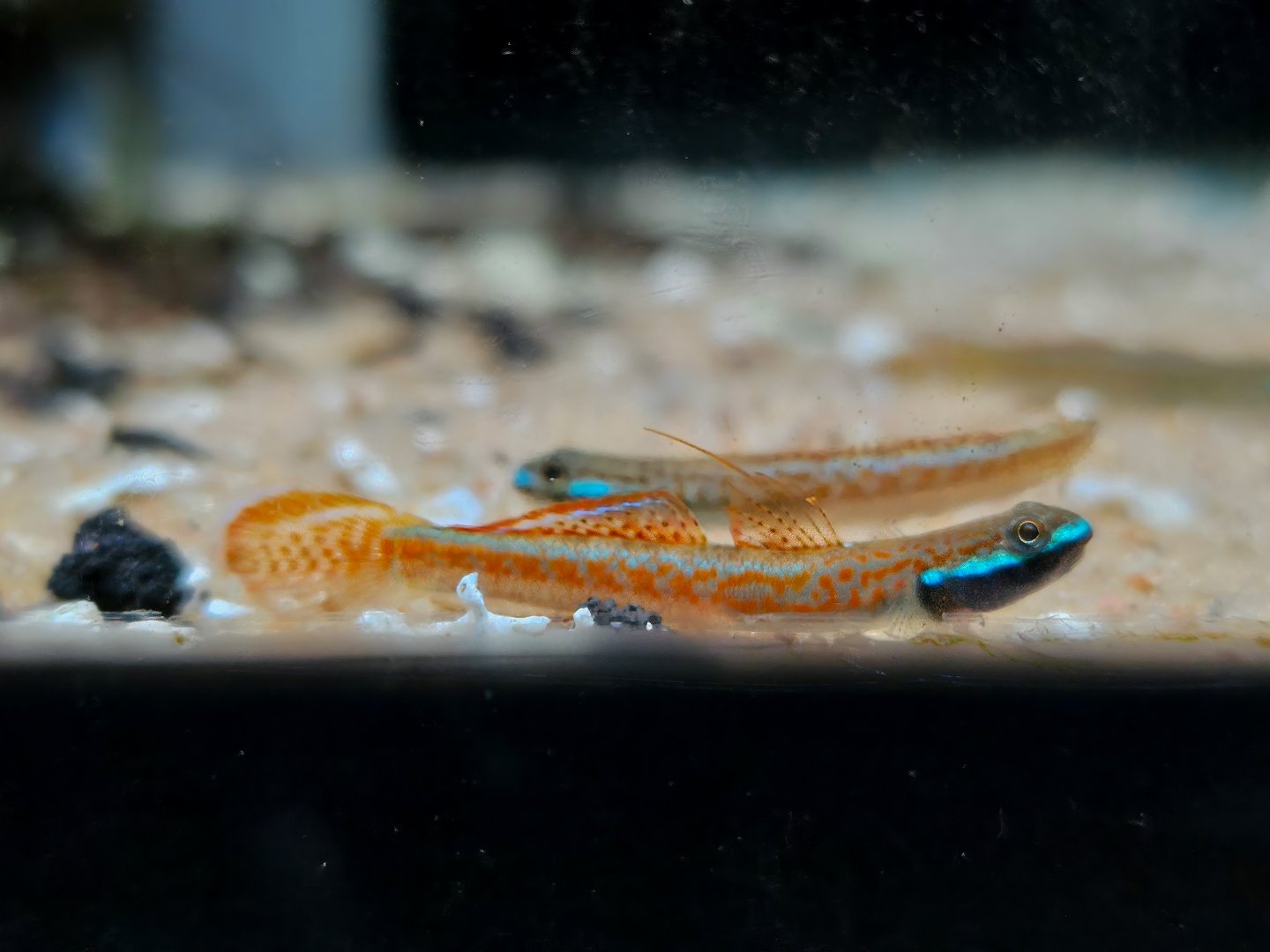 Annie's Goby (Stiphodon annieae)