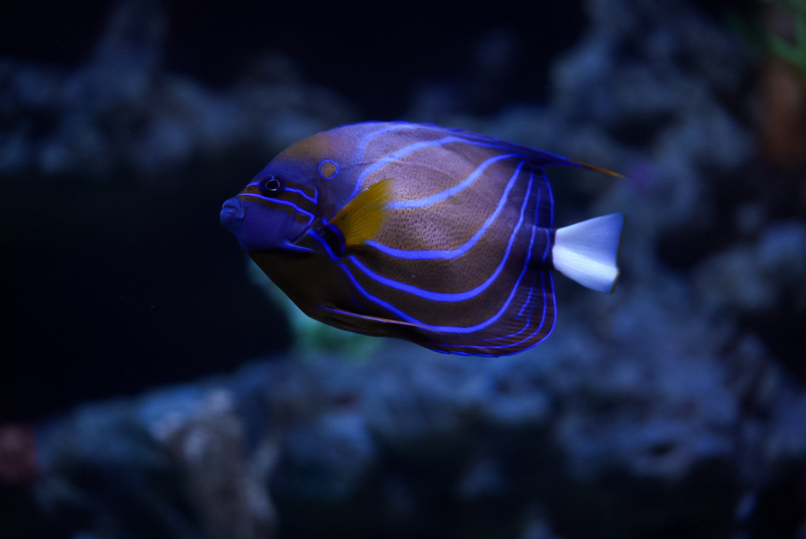 Annularis Angelfish