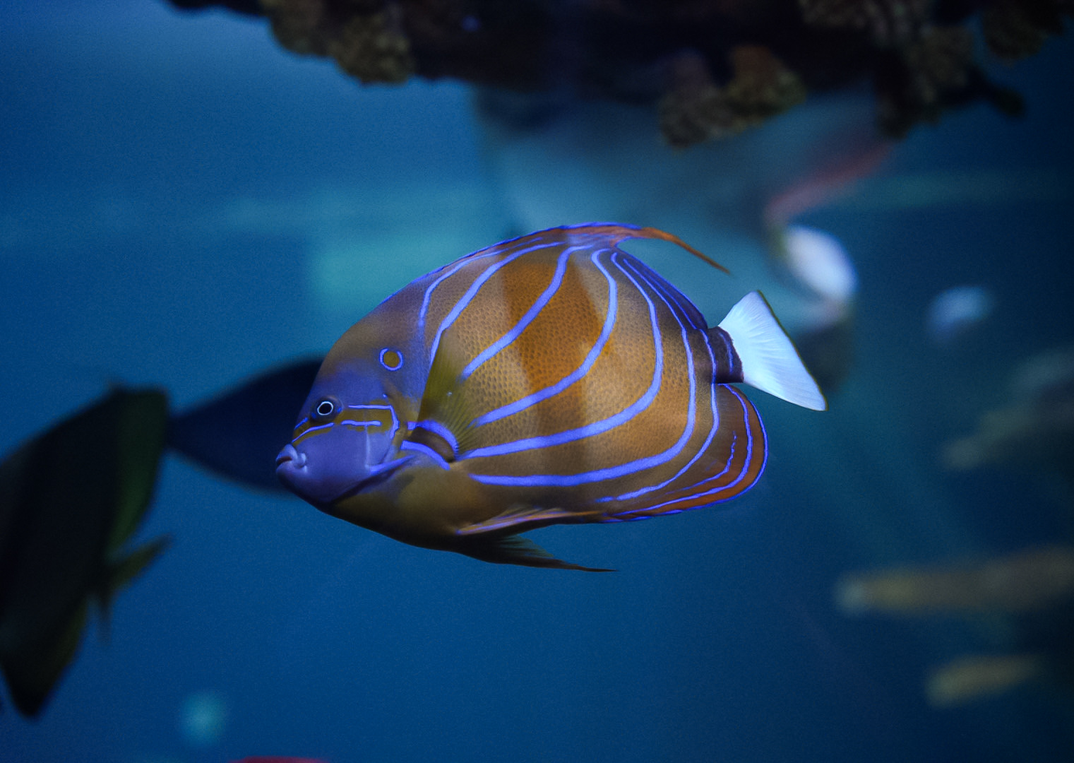 Annularis Angelfish
