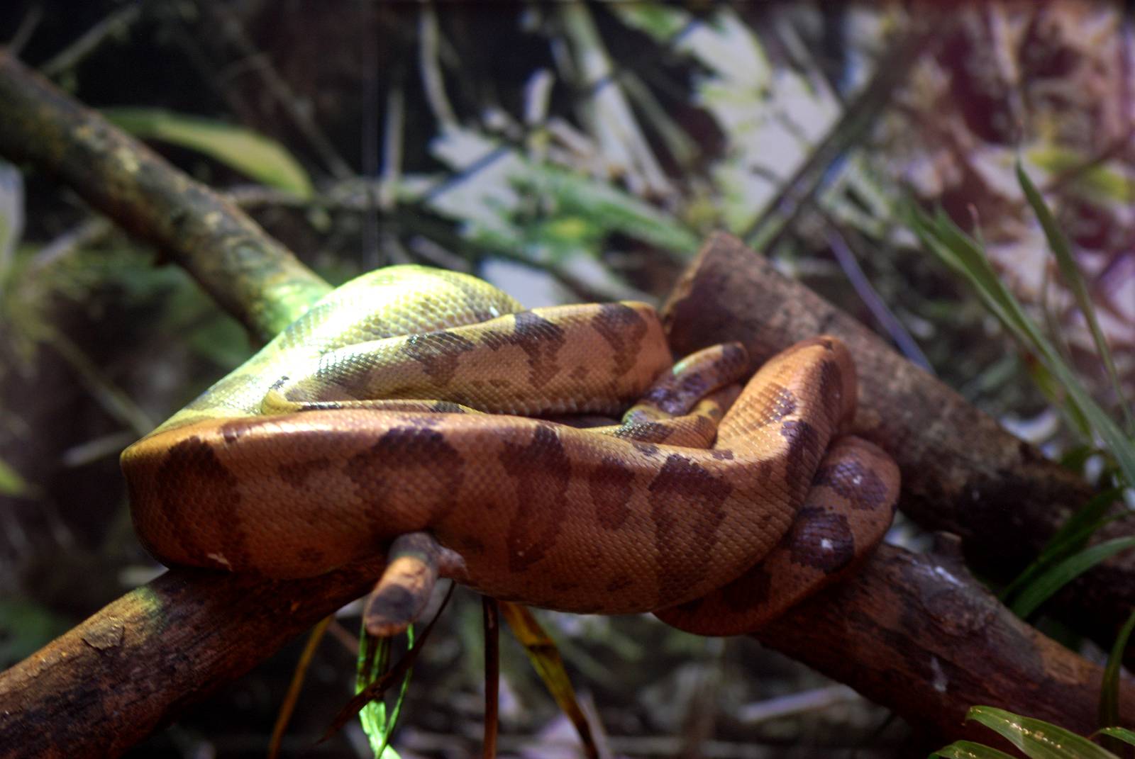Annulated Boa at Miami, 12/10/13