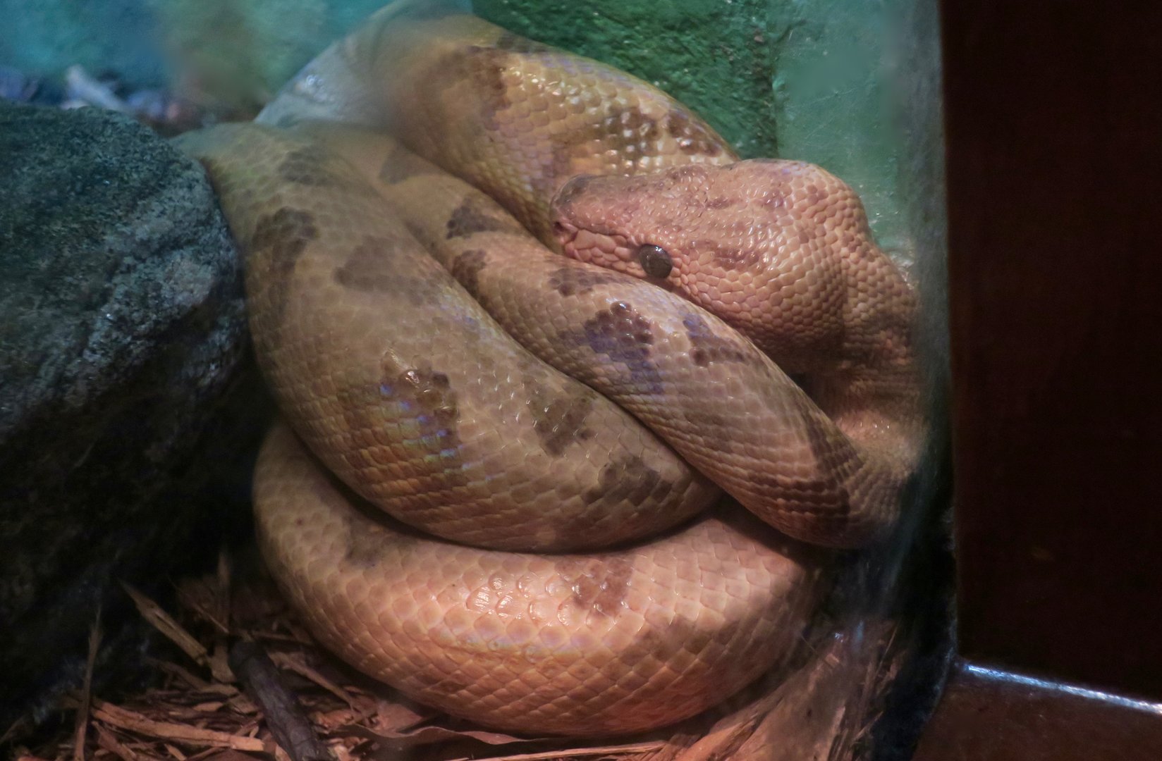 Annulated Boa (Corallus annulatus)