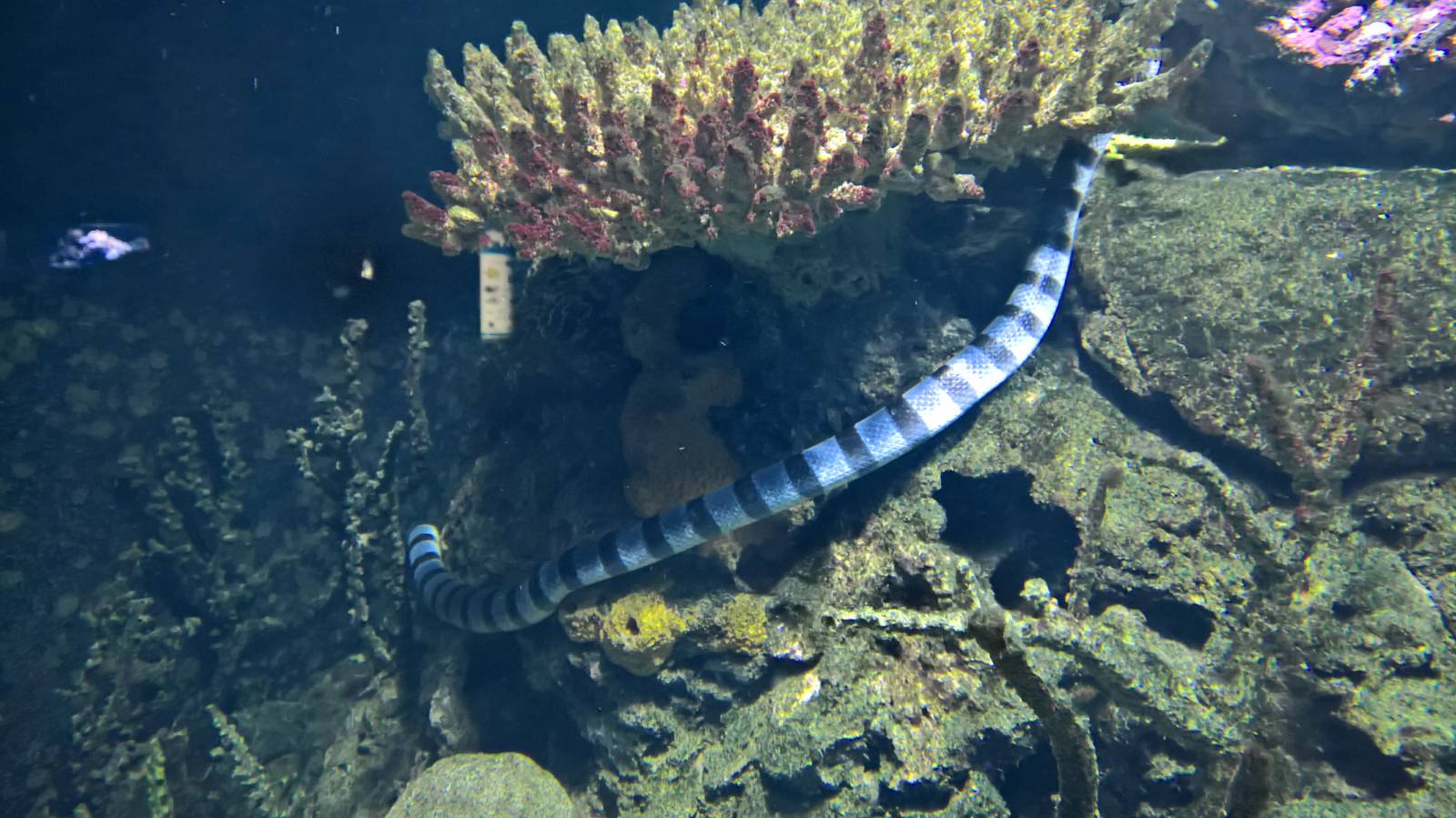 Annulated Sea Snake