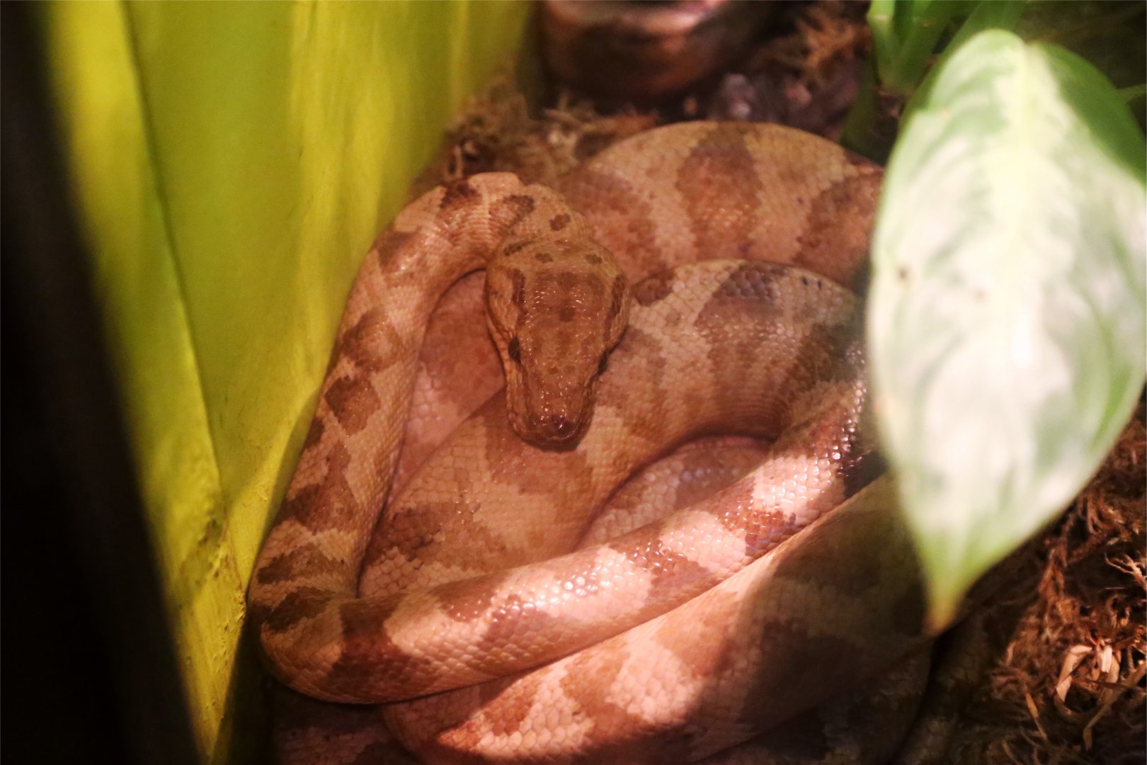 Annulated Tree Boa (Corallus annulatus)
