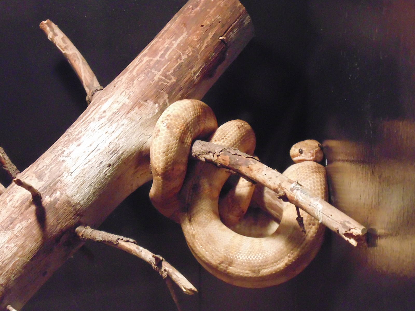 Annulated Tree Boa