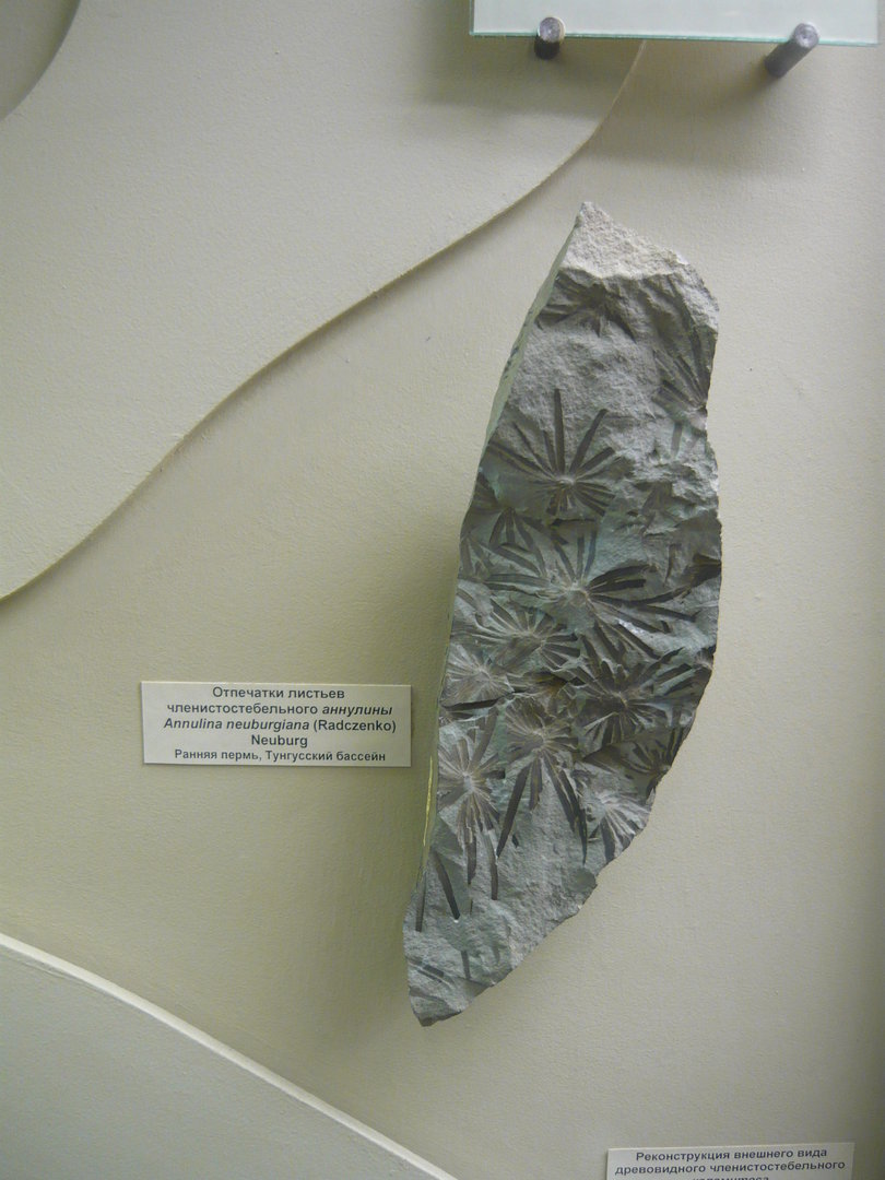 Annulina neuburgiana