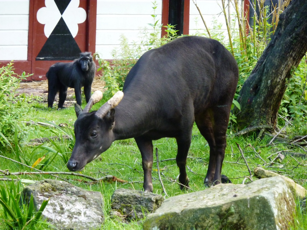 Anoa and crested black macaque Artis August 2010