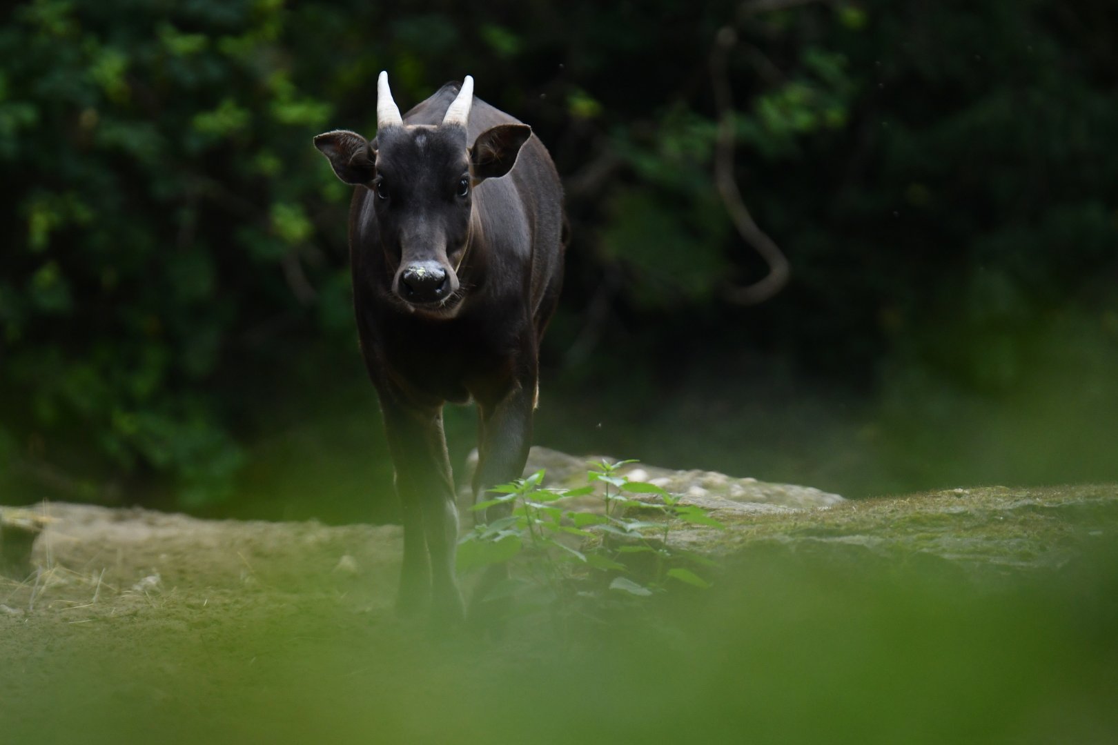 Anoa (Anoa depressicornis)