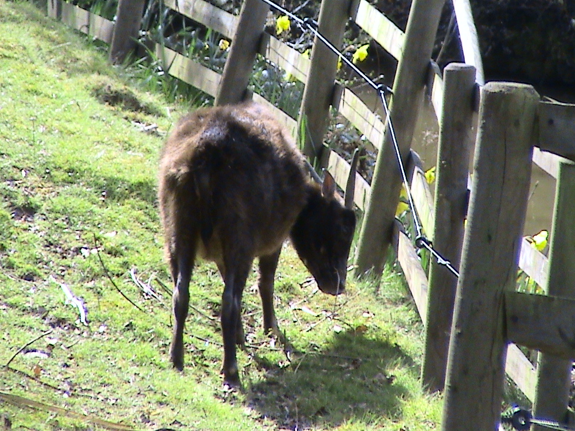 Anoa at Chester Zoo