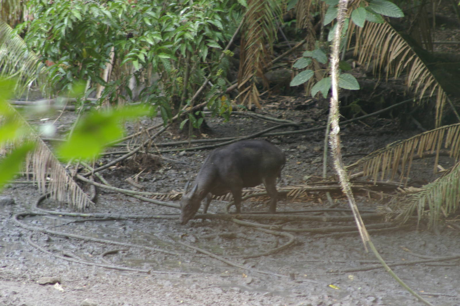 anoa at Nantu Reserve, northern Sulawesi