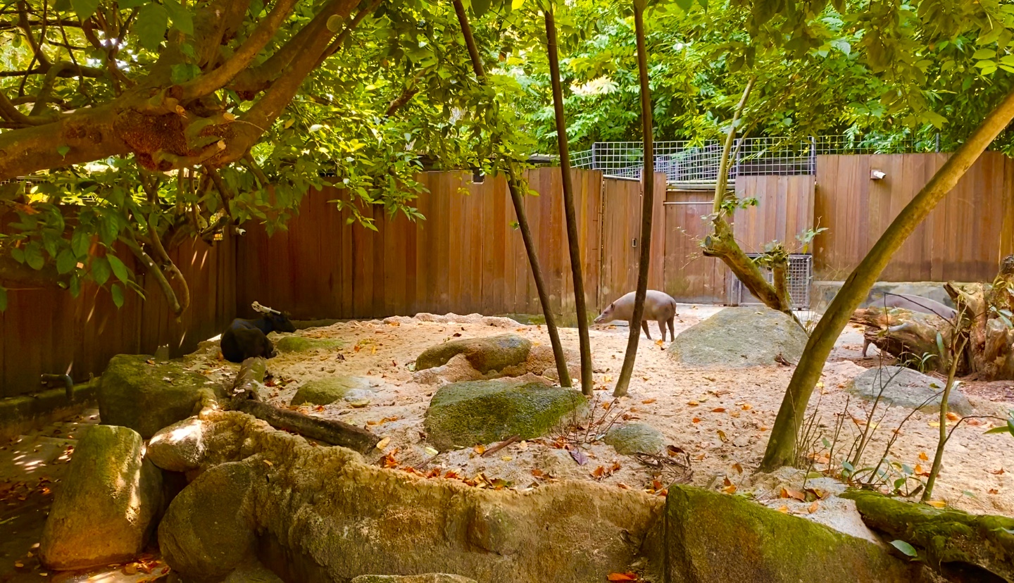 Anoa/Babirusa Co-habitation