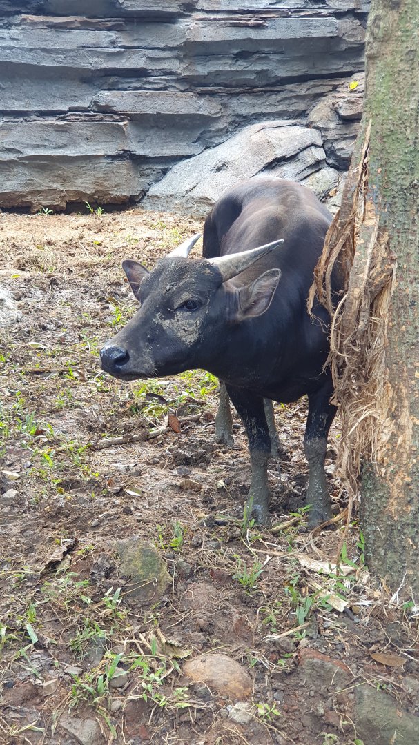 Anoa (Bubalus depressicornis) - Solo Safari