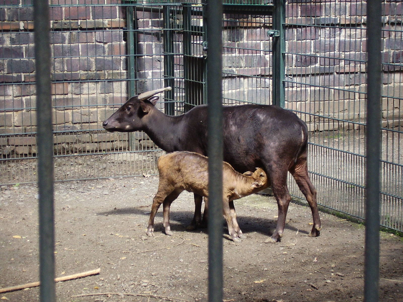 Anoa calf, August 2010