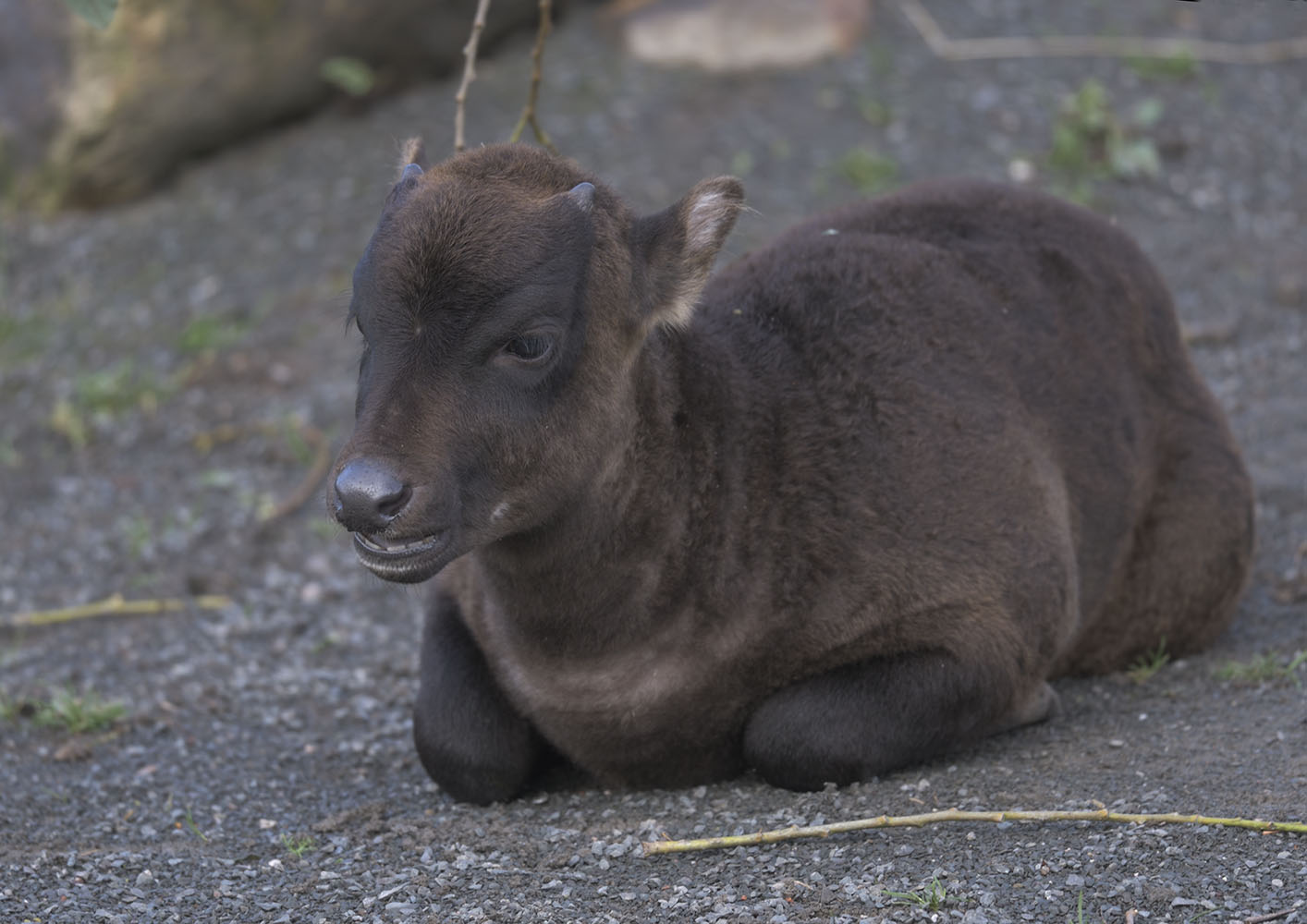 Anoa calf