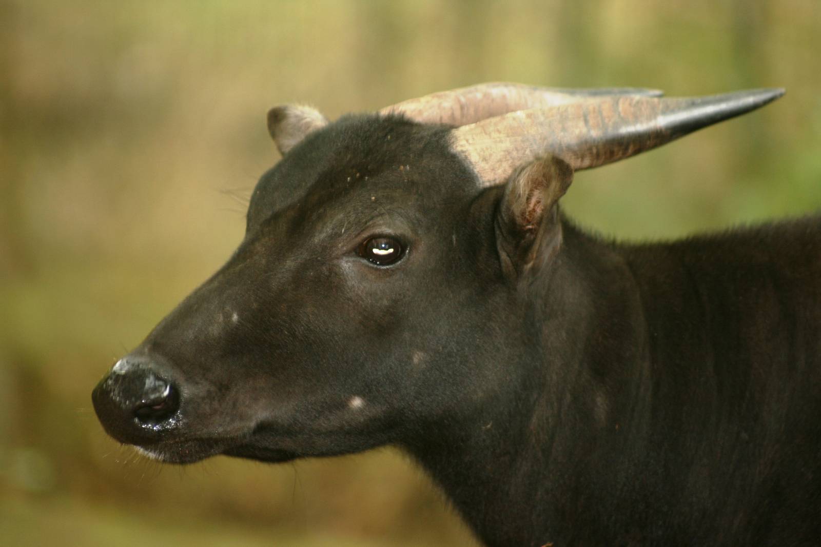 Anoa; Chester Zoo; 4th October 2009