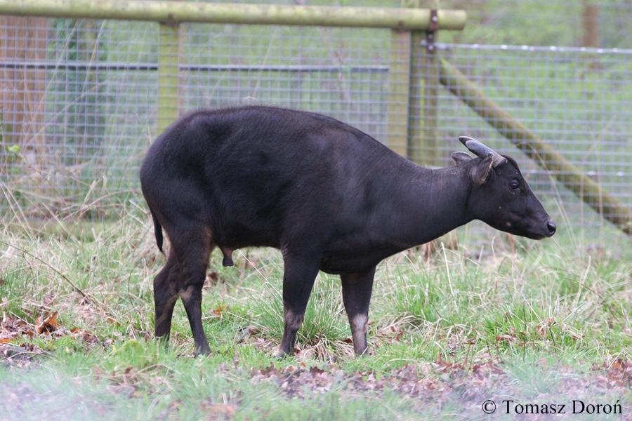 Anoa depressicornis