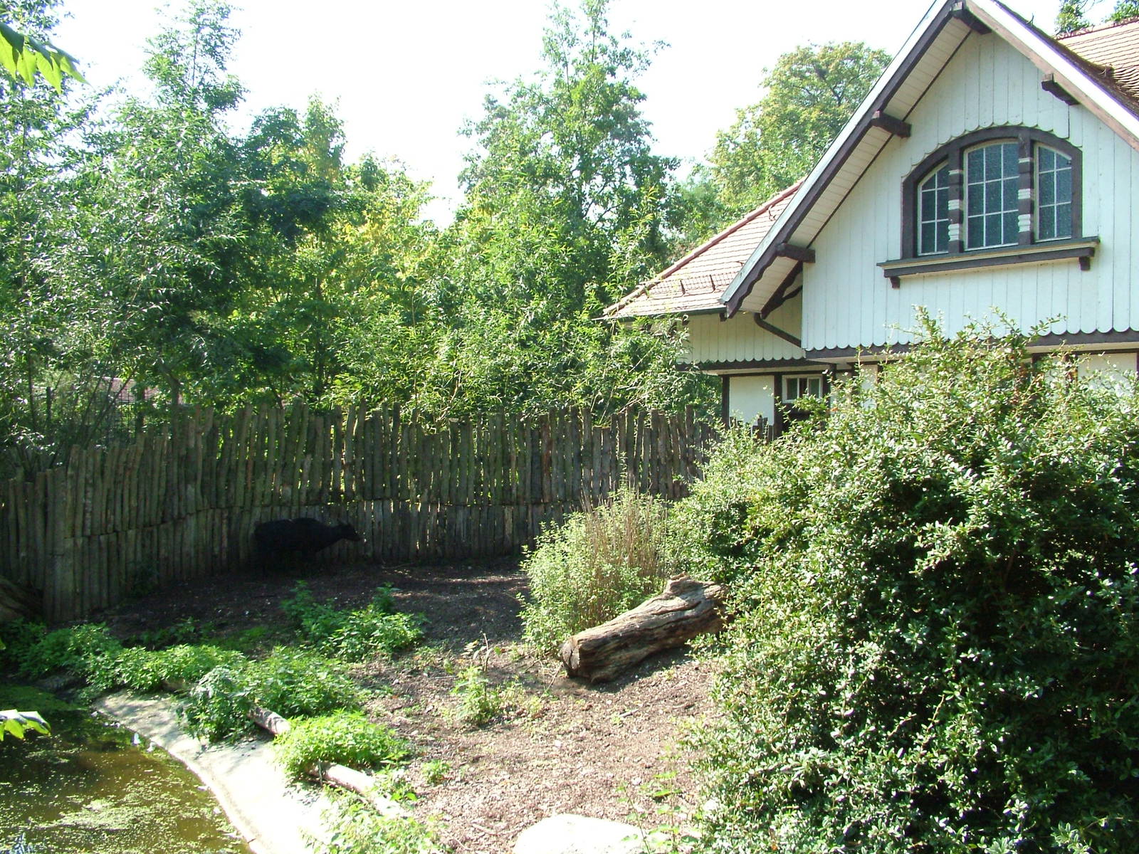 Anoa Exhibit at Leipzig, 02/09/11