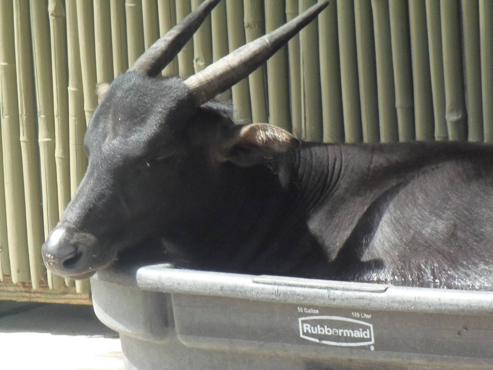 Anoa in a Bin