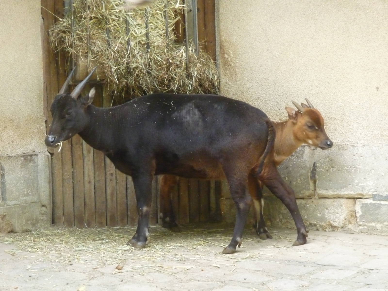 Anoa Jardin des Plantes