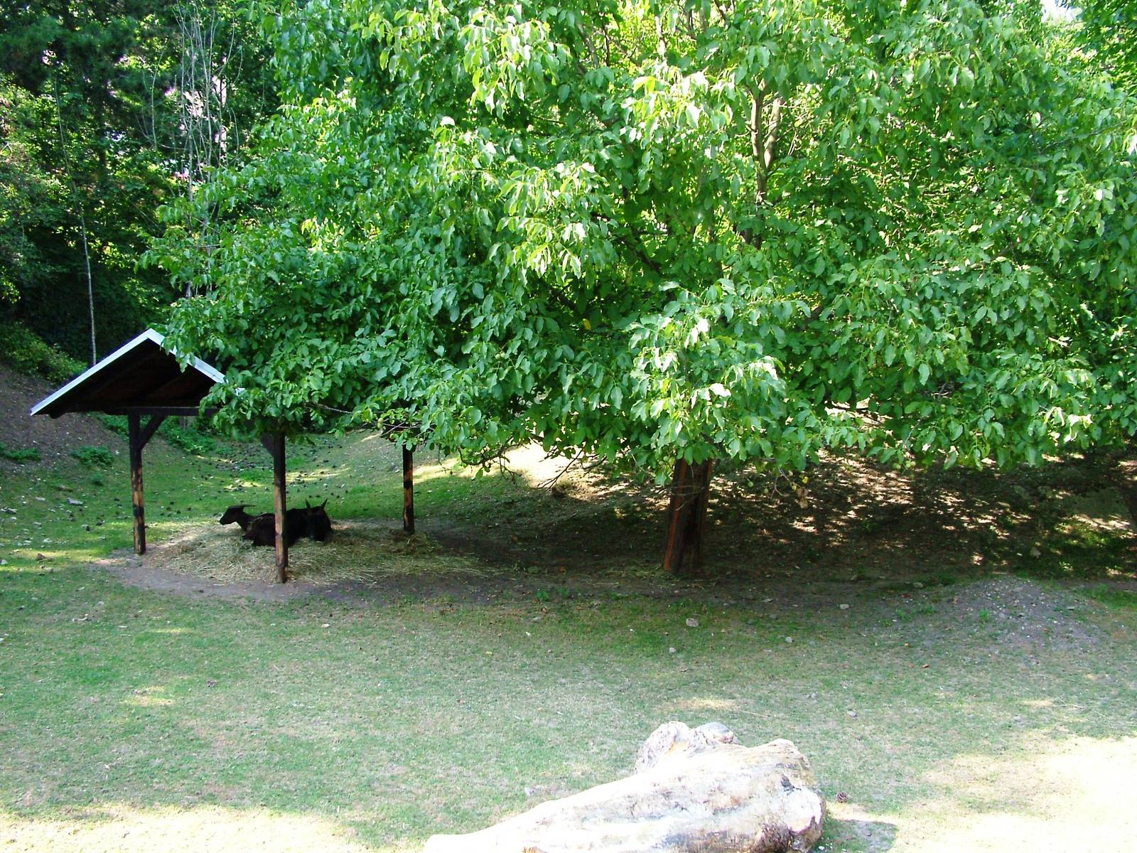 Anoa Paddock at Usti, 29/08/12