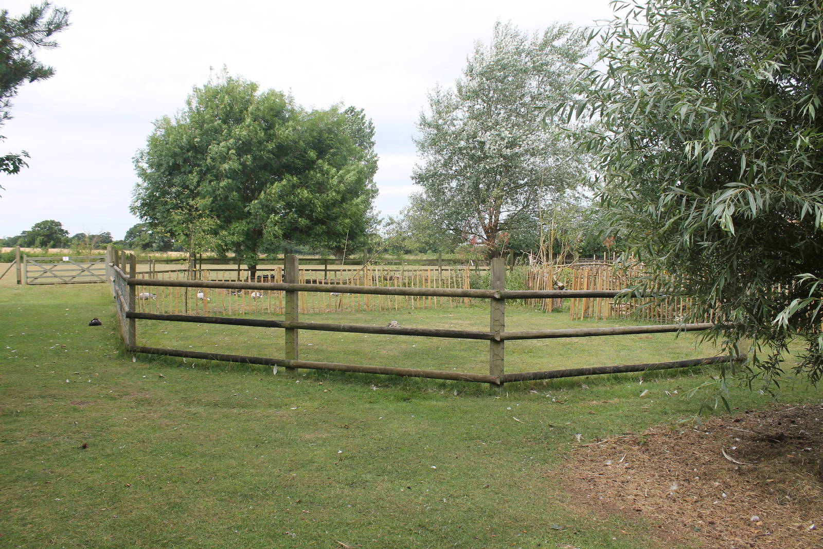 Anoa paddock August 2013