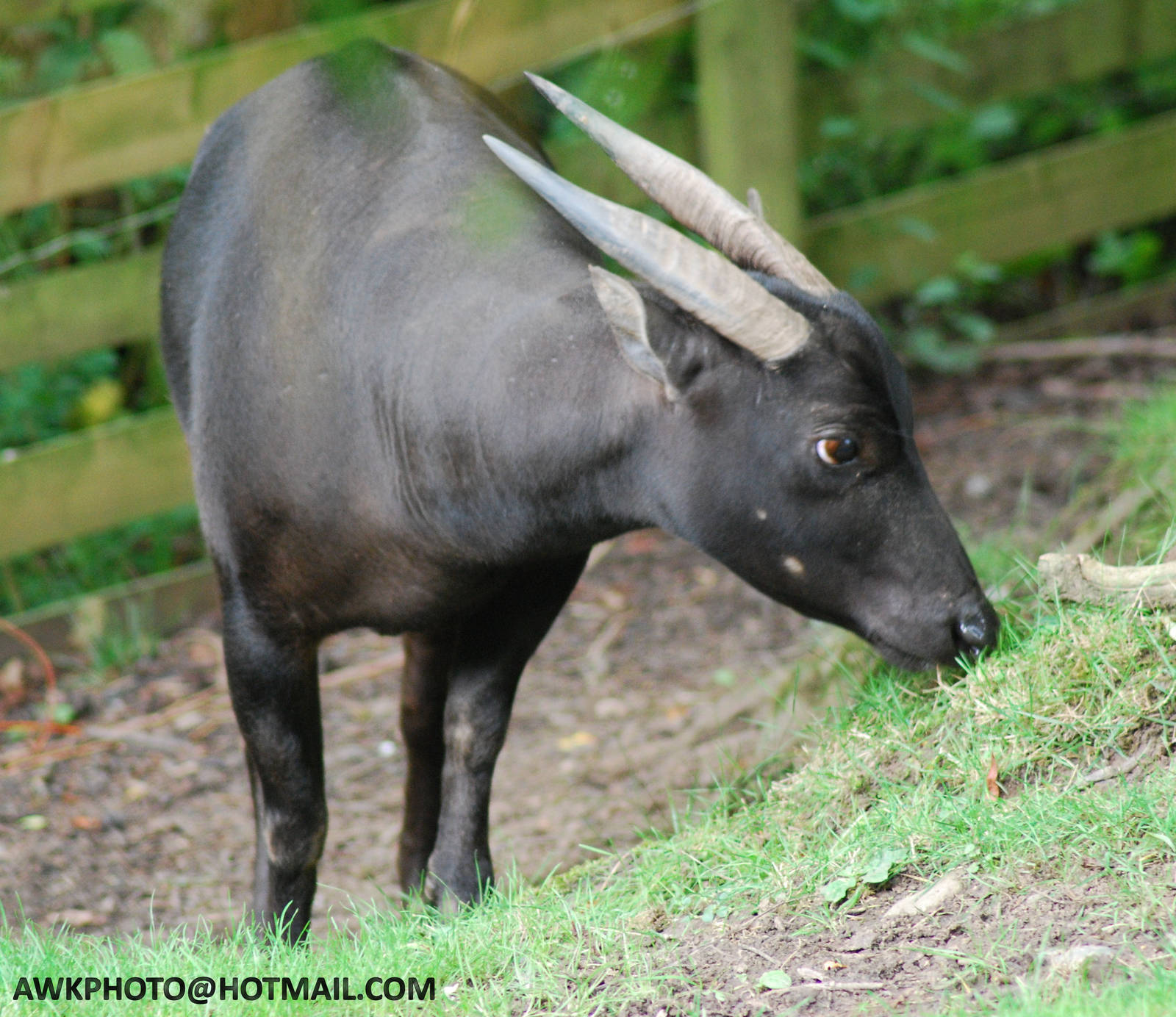 ANOA
