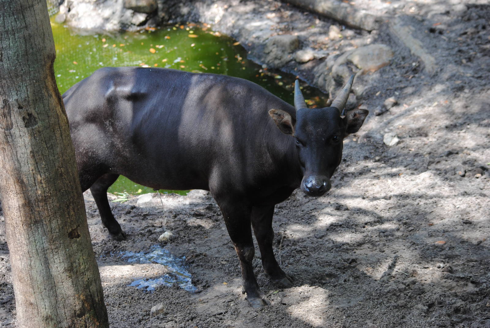 Anoa