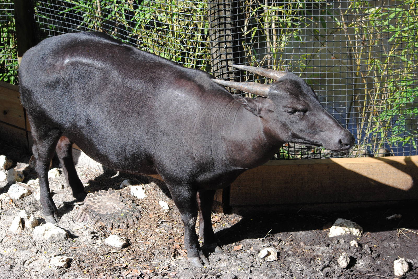 Anoa