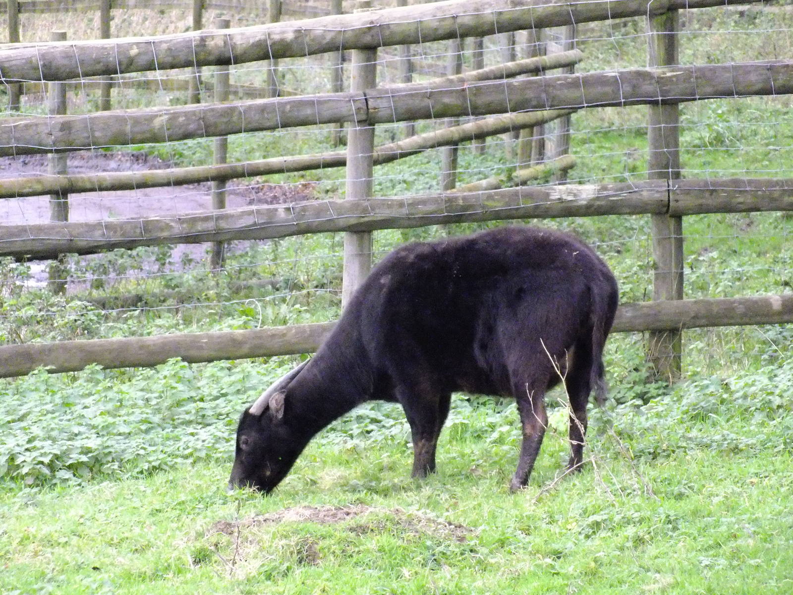 Anoa