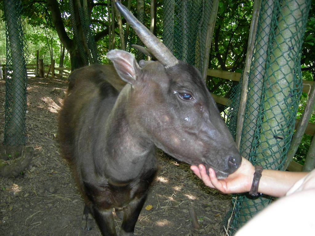 Anoa