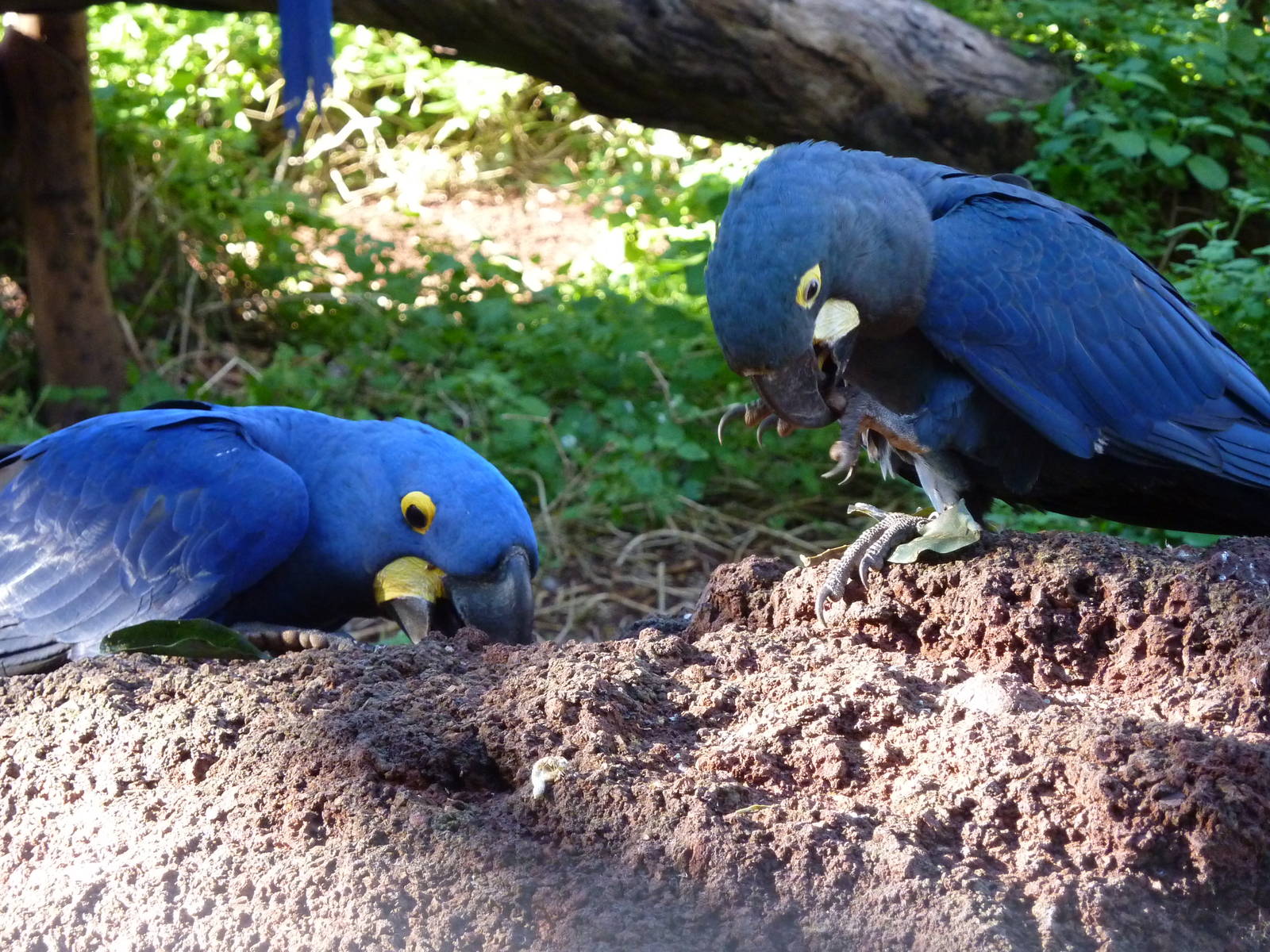 Anodorhynchus Galore, December 2012