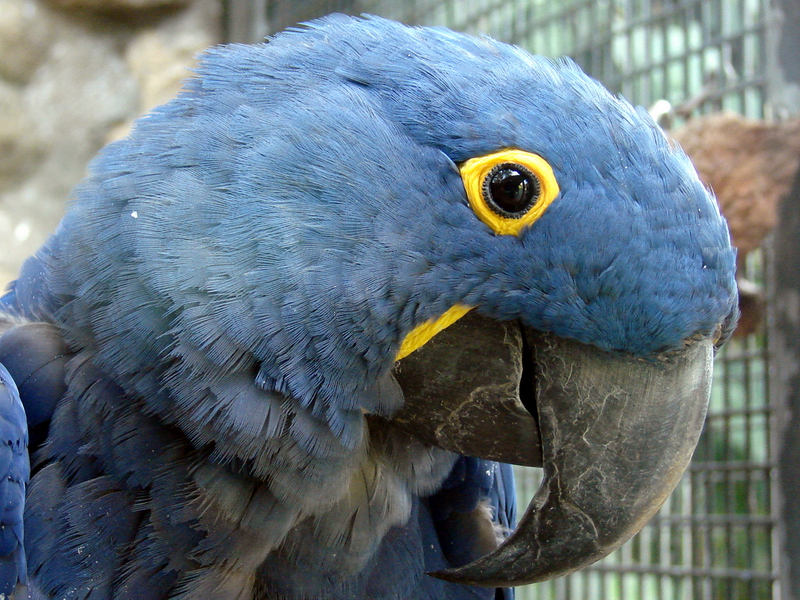 Anodorhynchus hyacinthinus / Hyacinth Macaw