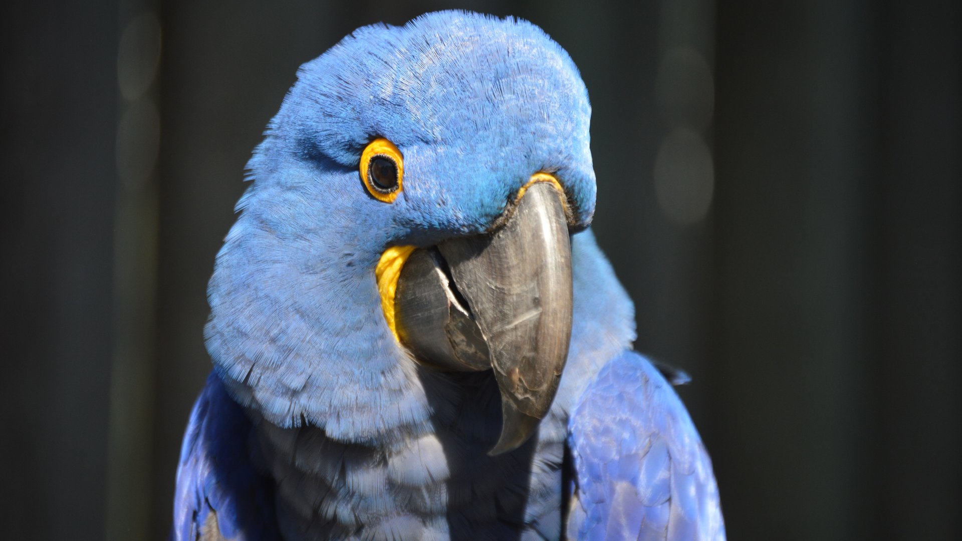 Anodorhynchus hyacinthinus