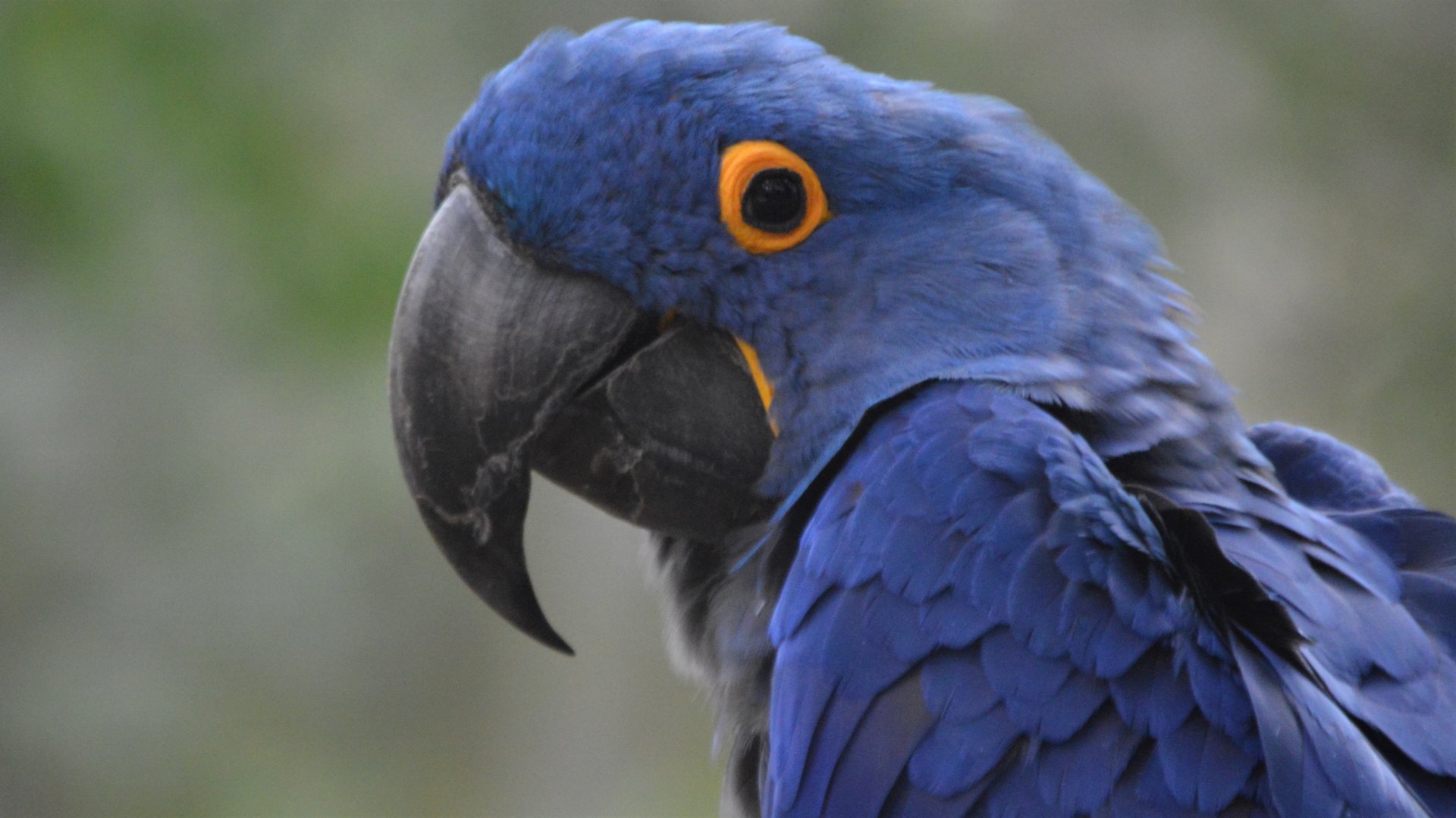 Anodorhynchus hyacinthus