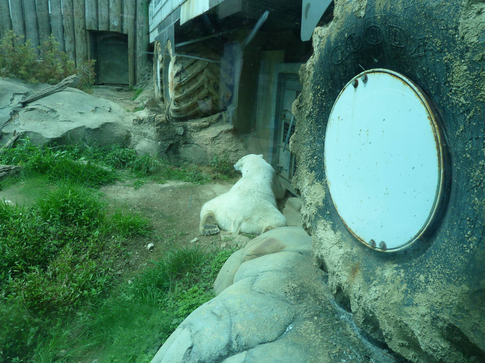 Anoki (?) by The Buggy