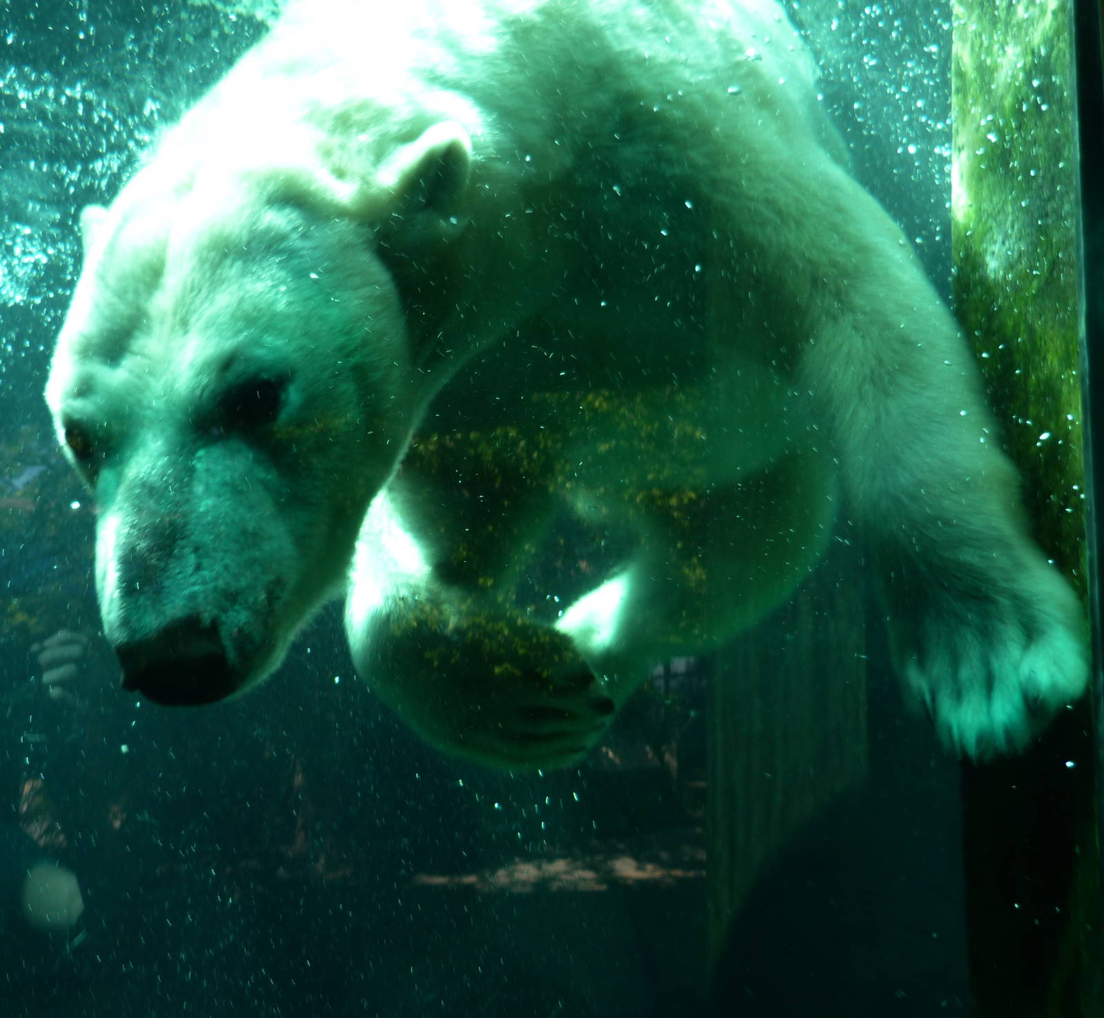 Anoki, Polar Bear Watch 5-12-12