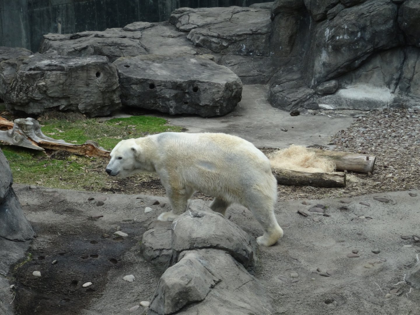 'Anoki' the Polar Bear