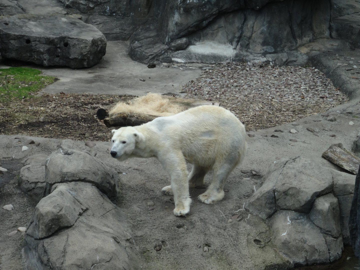 'Anoki' the Polar Bear