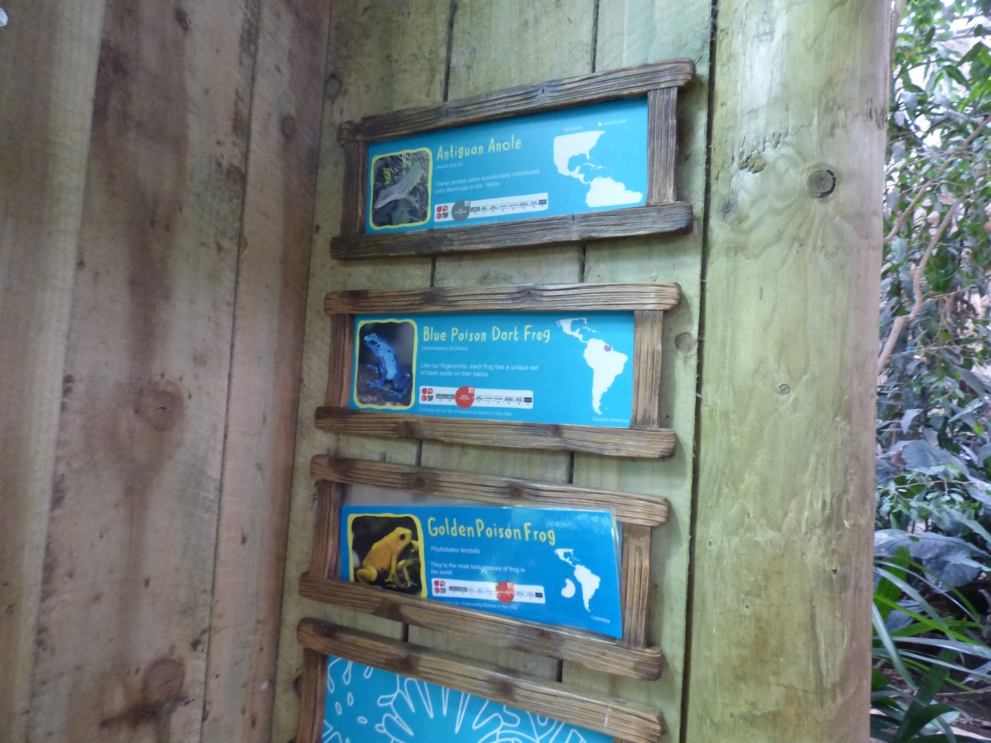 Anole and Frog Signage