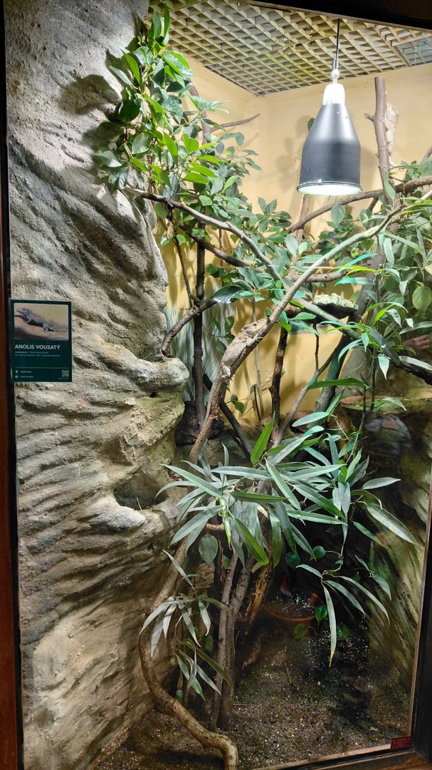Anole exhibit