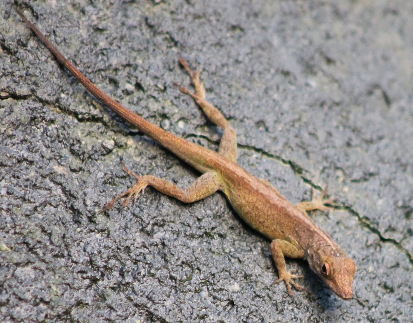 Anole ID