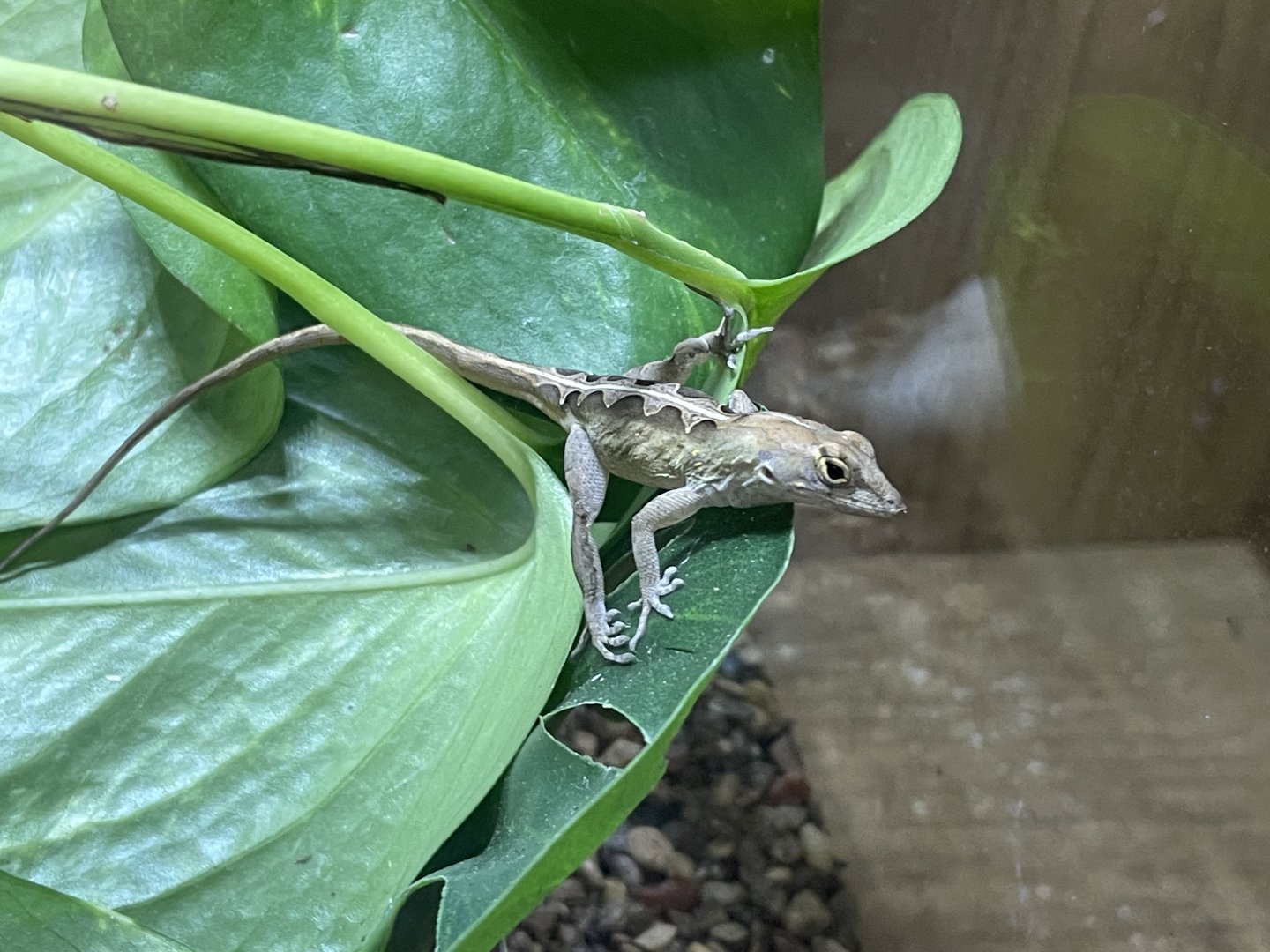 Anole ID?