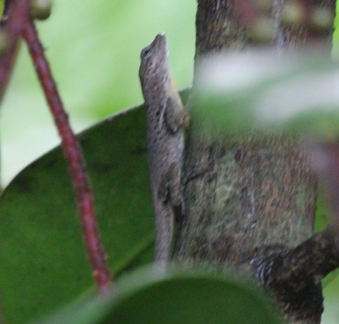 Anole in Den Blå Planet - Denmark