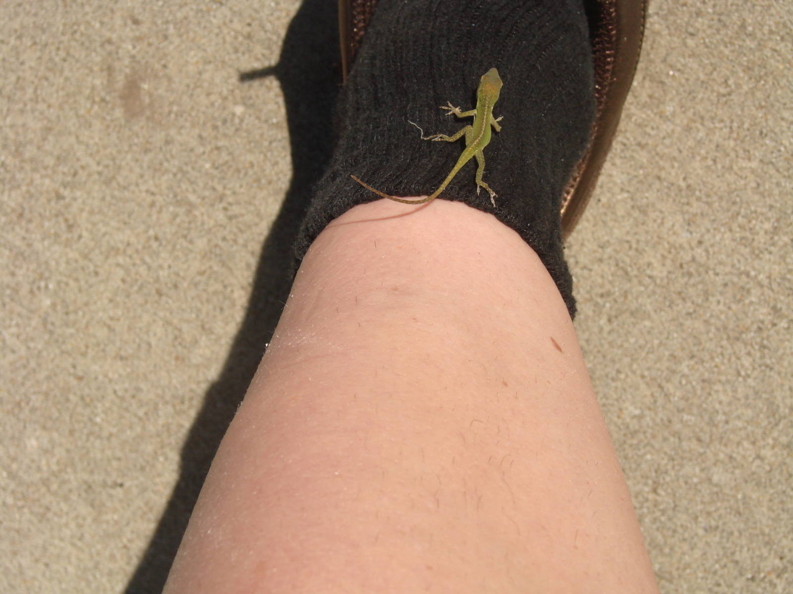 Anole on my leg!