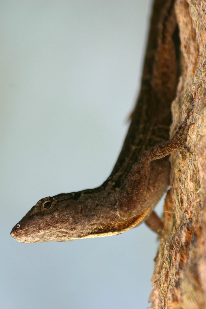 Anole on tree trunk, Fort De Soto, Fl.