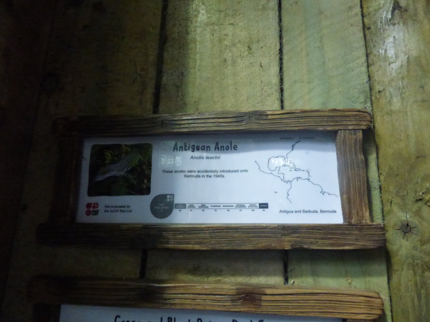Anole Signage by Dart Frogs