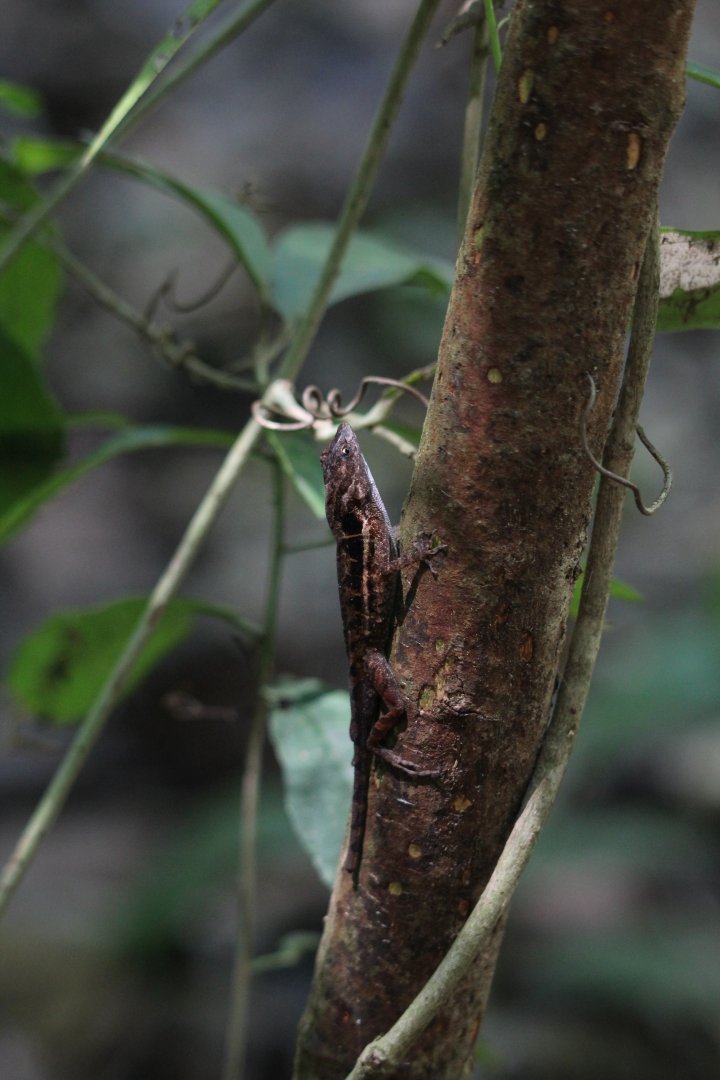 Anole - species?