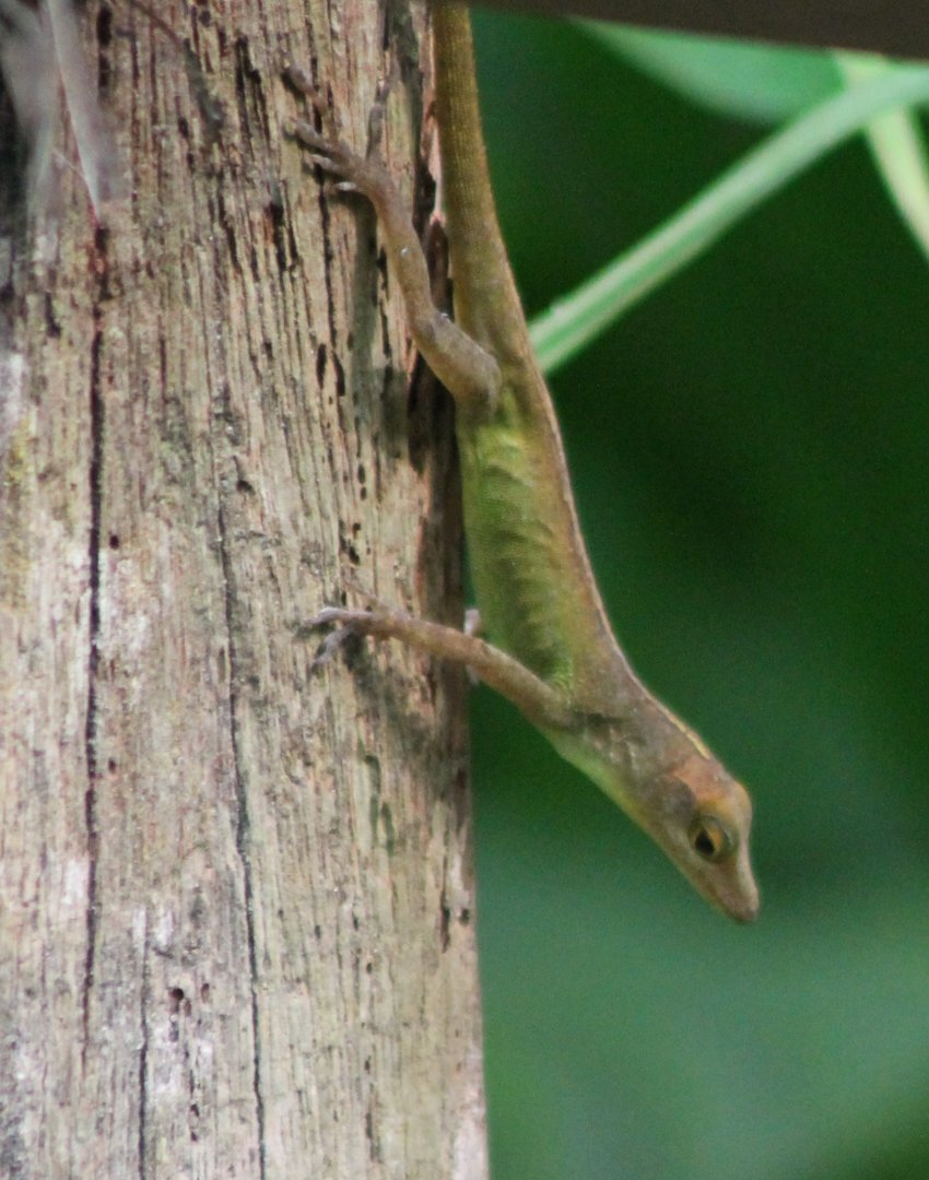 Anole